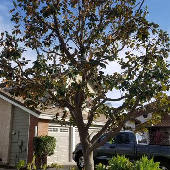 Gomez Landscape & Tree Care - Magnolia After - Tree Services Near Me - Thousand Oaks, California Gomez Landscape & Tree Care - Magnolia After - Tree Services Near Me - Thousand Oaks, California