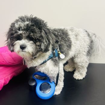 Madison Veterinary Hospital - The patient has arrived - Veterinarians Near Me - Madison Heights, Michigan Madison Veterinary Hospital - The patient has arrived - Veterinarians Near Me - Madison Heights, Michigan