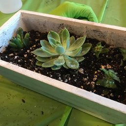DIY succulent garden
