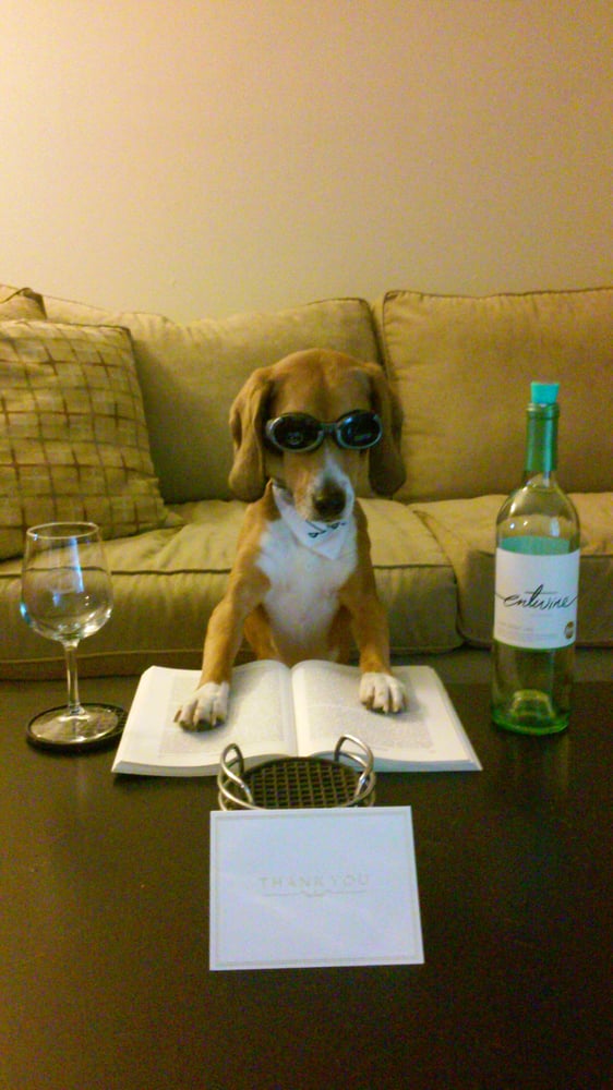 Oh, Behave! Dog Training & Pet Care Services - pet boarding facility in Virginia Beach, VA