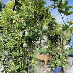 Starr King Parent-Child Workshop - One of the many fruit trees.