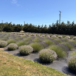 Lit Lavender - One of several lavender fields.