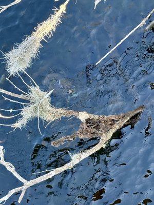 Manatee Springs by null