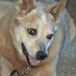 Riverside Veterinary Care