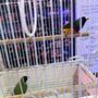Photo of Ramirez Pet Shop