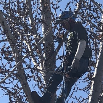 B N Trees - Tree Services Near Me