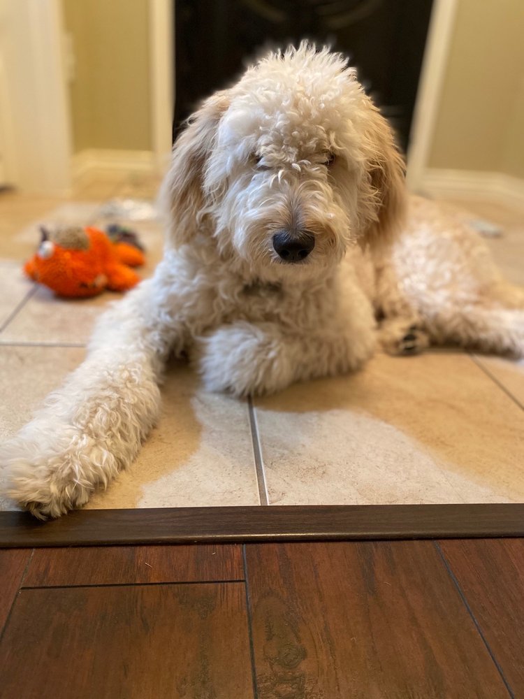 NIGHT AND DAY K9 TRAINING Updated October 2024 52 Photos & 18