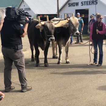 Fryeburg Fair - Oxen!! - Festivals Near Me - Fryeburg, Maine
