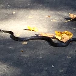 Indian Head Rail Trail - This thing took up the entire road