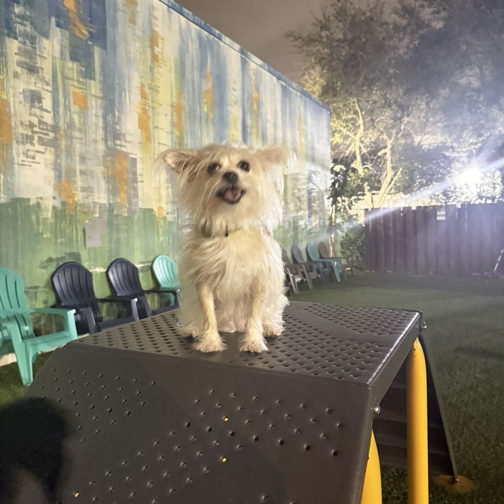 Barkyard n' Brews - Chiki - Dog Parks Near Me - Fort Lauderdale, Florida Barkyard n' Brews - Chiki - Dog Parks Near Me - Fort Lauderdale, Florida