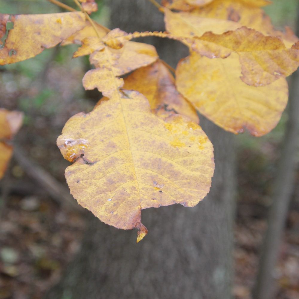 Trail View State Park - Seasonal color - Hiking Near Me Trail View State Park - Seasonal color - Hiking Near Me