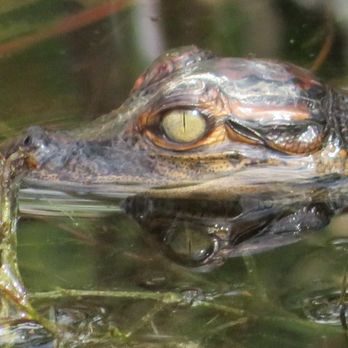 Everglades Airboat Tours - Boat Tours Near Me