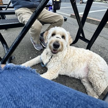 Tony's Crab Shack - Pup hanging out in the outdoor seating - Seafood Near Me - Bandon, Oregon