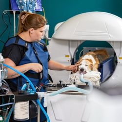 Verdigris Pet Hospital is the first, and only hospital in New Bern to offer 3D CT scans for your pet.