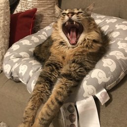 Yes, the King roars from his baby Boppy. If you don't have one for your cat yet, you should get on that! :) Yes, the King roars from his baby Boppy. If you don't have one for your cat yet, you should get on that! :)
