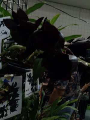 ORCHID SHOW - FORT LAUDERDALE ORCHID SOCIETY - 70 Photos - 1950