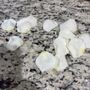 Photo of Flowers by Roberta