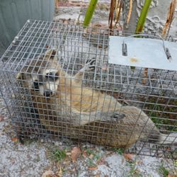 JT Wildlife Removal