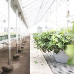 Benoit Greenhouses