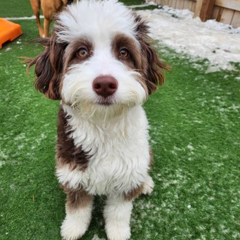 The Woofhaus - New client! - Pet Groomers Near Me - Denver, Colorado