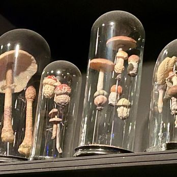 Lion Noir - Mushrooms decor - French Near Me - Amsterdam, New Hampshire