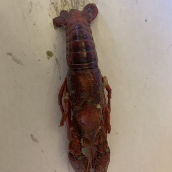 LA Crawfish - Look at the size if that crawfish! - Vietnamese Near Me - San Antonio, Texas LA Crawfish - Look at the size if that crawfish! - Vietnamese Near Me - San Antonio, Texas