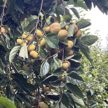 Bar 2 Ranch - More ripe persimmons - Ranches Near Me - Pauma Valley, California Bar 2 Ranch - More ripe persimmons - Ranches Near Me - Pauma Valley, California