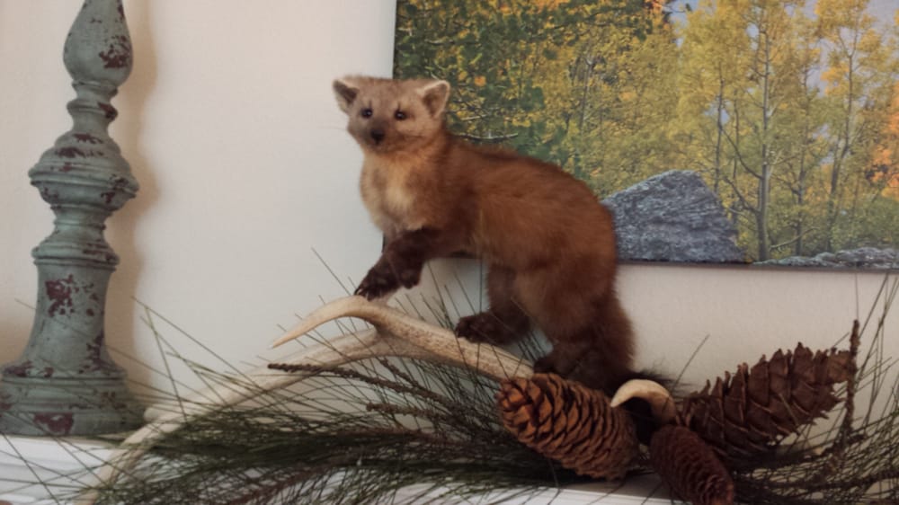 Wilderness Taxidermy - taxidermy in Aurora, CO