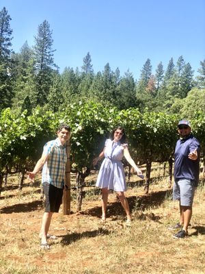 Red Cap Vineyards by null
