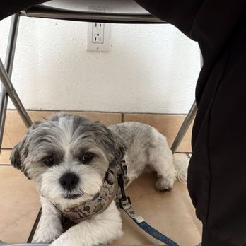 VIP Dog Grooming & Boarding - Pet Groomers Near Me - Stanton, California VIP Dog Grooming & Boarding - Pet Groomers Near Me - Stanton, California