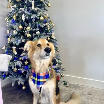 Pet Joy - Pet Groomers Near Me - Los Angeles, California