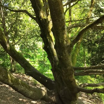 Hoyt Arboretum - Botanical Gardens Near Me - Portland, Oregon