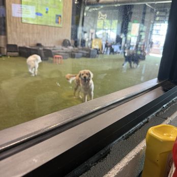 Paws & Pints - This guy spotted me - Dog Parks Near Me - Des Moines, Iowa Paws & Pints - This guy spotted me - Dog Parks Near Me - Des Moines, Iowa