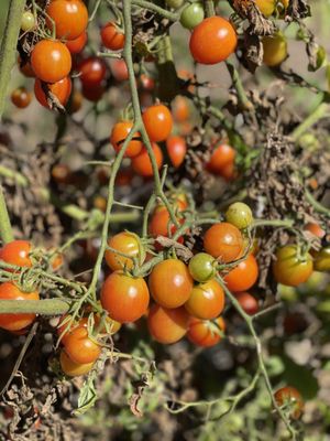 Apricot Lane Farms by null