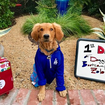 Your Dog Trainer - Zolo's first day of Bootcamp. - Pet Training Near Me - Santa Ana, California