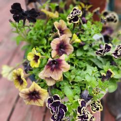 Valley Floral Co - These petunias are from Valley Floral Co. Stunning when all 4 types bloom together!