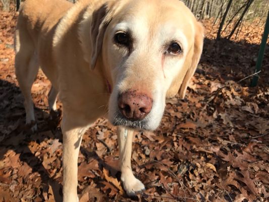 forget me not animal cremation