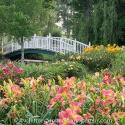 Oakes Daylilies