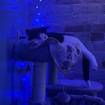 BaristaCats Café - a black and white cat sleeping on a cat tree - Themed Cafes Near Me - Whitewater, Wisconsin BaristaCats Café - a black and white cat sleeping on a cat tree - Themed Cafes Near Me - Whitewater, Wisconsin