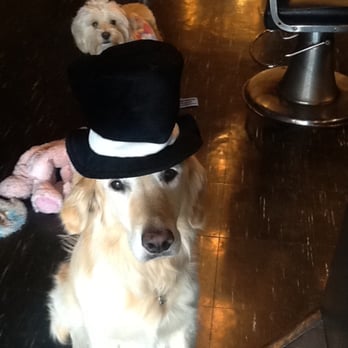 Salon Paul Florent - They style up their pooches... LOL~ Love it! - Hair Salons Near Me - Hudson, New York Salon Paul Florent - They style up their pooches... LOL~ Love it! - Hair Salons Near Me - Hudson, New York