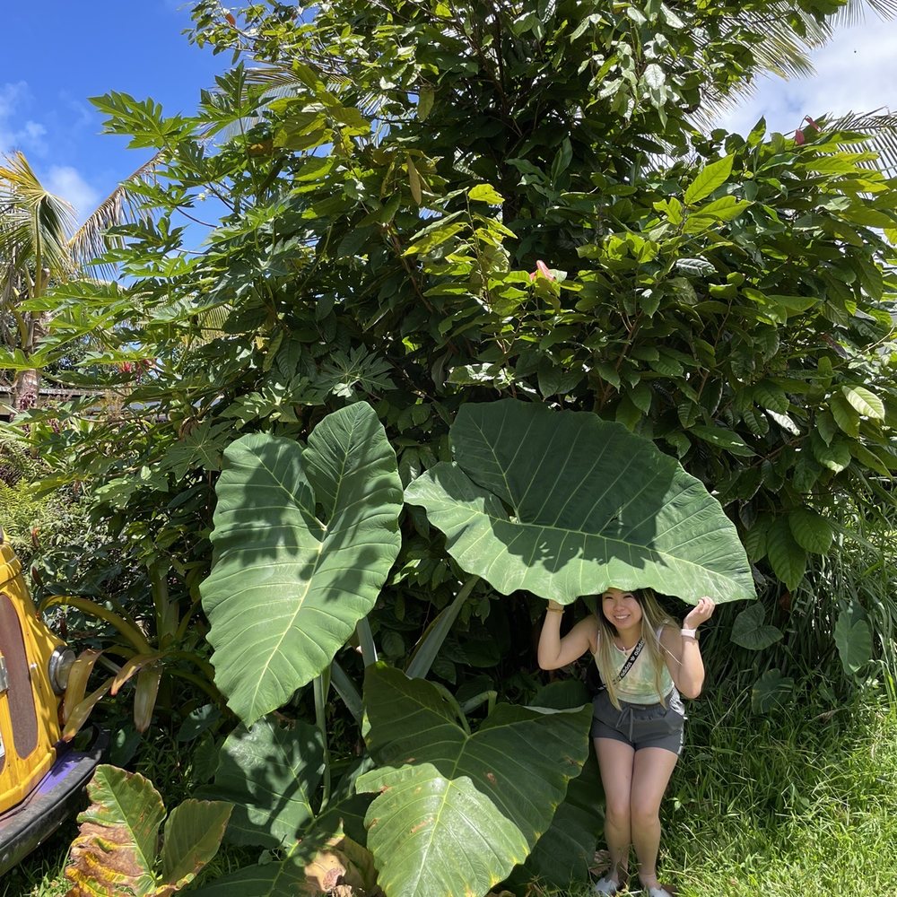 Maui's Private Guide - Huge leaf, had to take a pic - Beer Tours Near Me Maui's Private Guide - Huge leaf, had to take a pic - Beer Tours Near Me