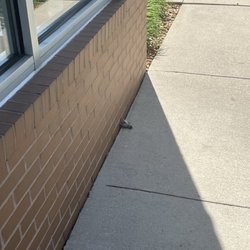 Dead bird