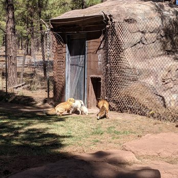 Bearizona - Adorable foxes. - Zoos Near Me - Williams, Arizona