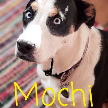 Monsoon Monkey - Mochi - Gift Shops Near Me - Mt Lemmon, Arizona Monsoon Monkey - Mochi - Gift Shops Near Me - Mt Lemmon, Arizona