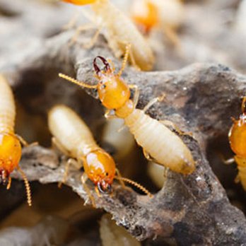 Priority Pest Services - Termite Treatments - Pest Control Near Me - Chesapeake, Virginia Priority Pest Services - Termite Treatments - Pest Control Near Me - Chesapeake, Virginia
