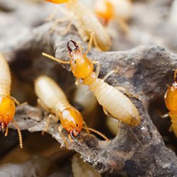 Priority Pest Services - Termite Treatments
