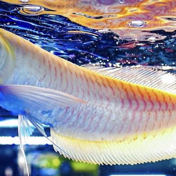 Fish Haven - Local Fish Stores Near Me - Cullman, Alabama Fish Haven - Local Fish Stores Near Me - Cullman, Alabama