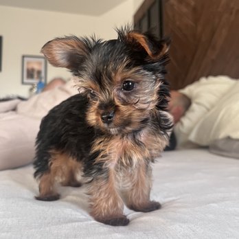 Heart Yorkie - Max! - Pet Breeders Near Me Heart Yorkie - Max! - Pet Breeders Near Me
