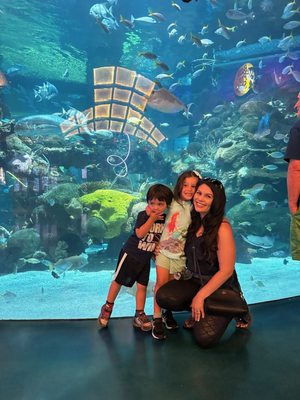 The Aquarium at Silverton Casino by null