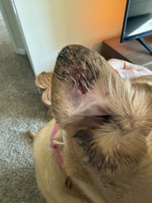 Dogtopia Of Frederick